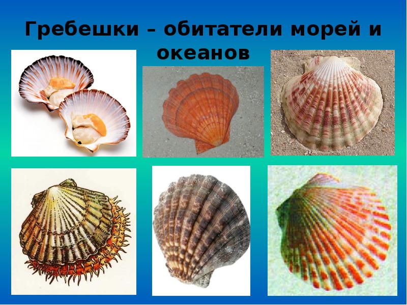 Определить морской. Строение морского гребешка. Морской гребешок реактивное движение. Морской гребешок биология. Морской гребешок биология 7 класс.