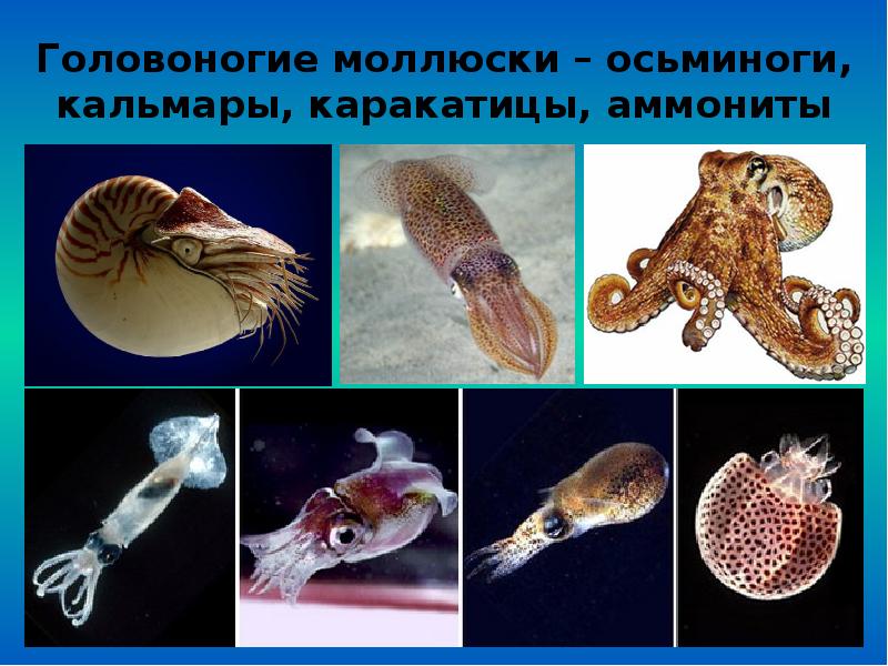 Головоногие моллюски виды