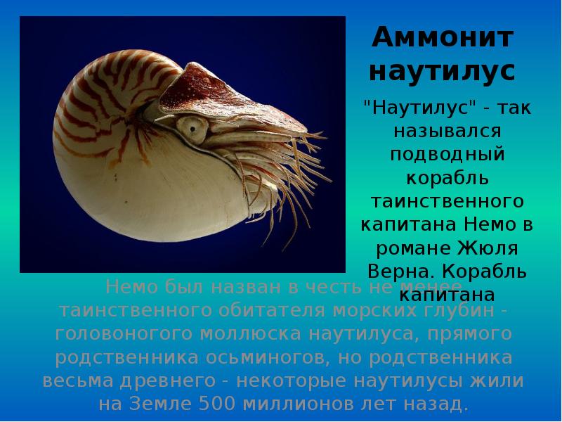 У каких животных есть раковина. Головоногие моллюски Наутилус. Аммонит Наутилус. Наутилус моллюск строение. Наутилус древний моллюск.
