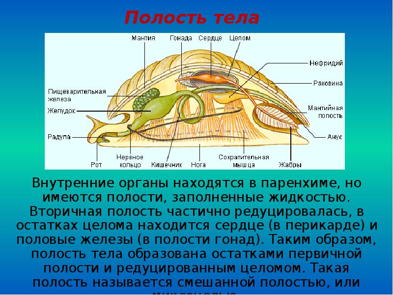 Выделительная система моллюсков. Моллюски вторичная полость тела. Перикард у моллюсков. Гонада у моллюсков это. Полость тела моллюсков первичная или вторичная.