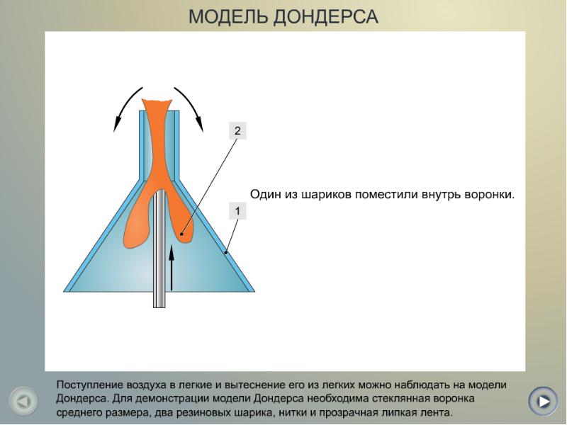 Физические основы дыхания физика презентация - 95 фото