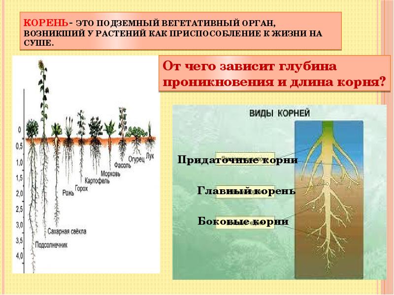 Как усилить доступ воздуха корням краткий ответ. Корни растений. Корень вегетативный орган растения. Приспособление корневой системы.