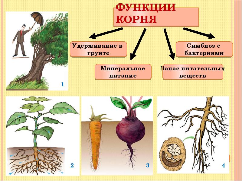 Корень это какой орган растения. Функции корня растений. Главная функция корня. Функции корня растений 5 класс. Функции корневой системы.