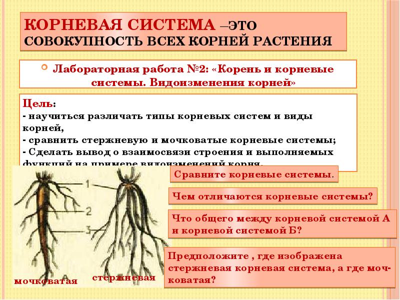 Виды корневых систем 6 класс