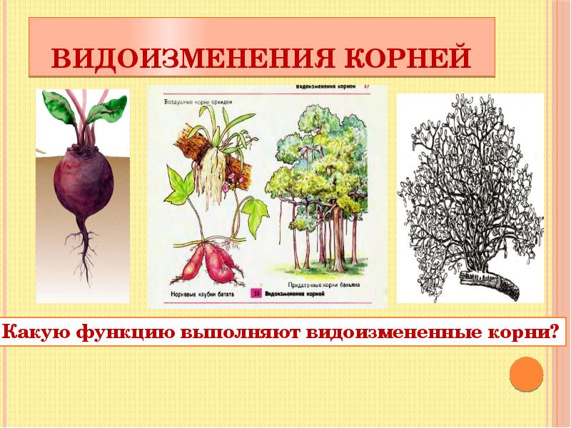 Что относится к видоизмененным корням биология 6. Корневые клубни метаморфоз. Корнеплод корневые клубни таблица.