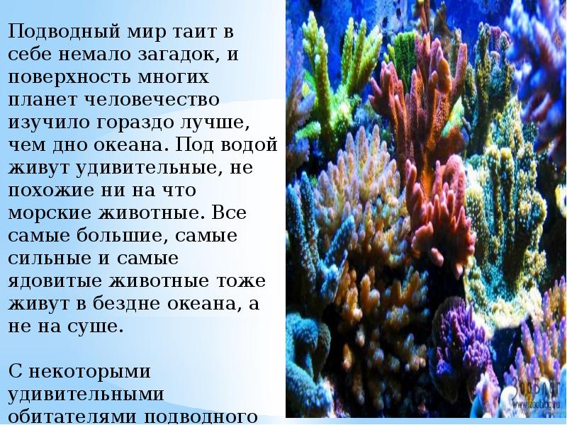 Проект на тему подводный мир