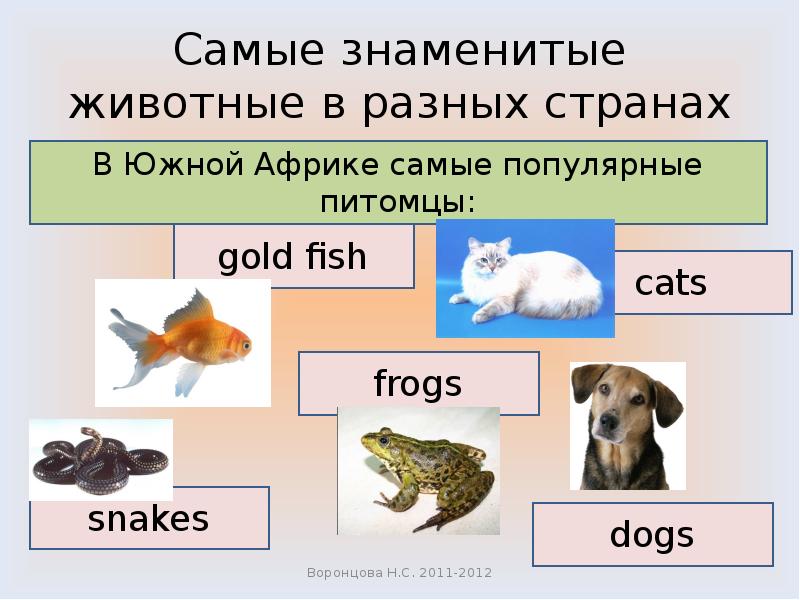 Выдаются звери. Наиболее популярные питомцы. 5 Известных животных. Выдающиеся животные. Выдающиеся звери кролик.