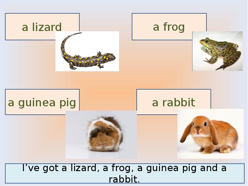 Чем питается кролик по английски. Lizards have got Eyes than Frogs ответы. Что ест кролик на английском языке. Lizard have got thinner.