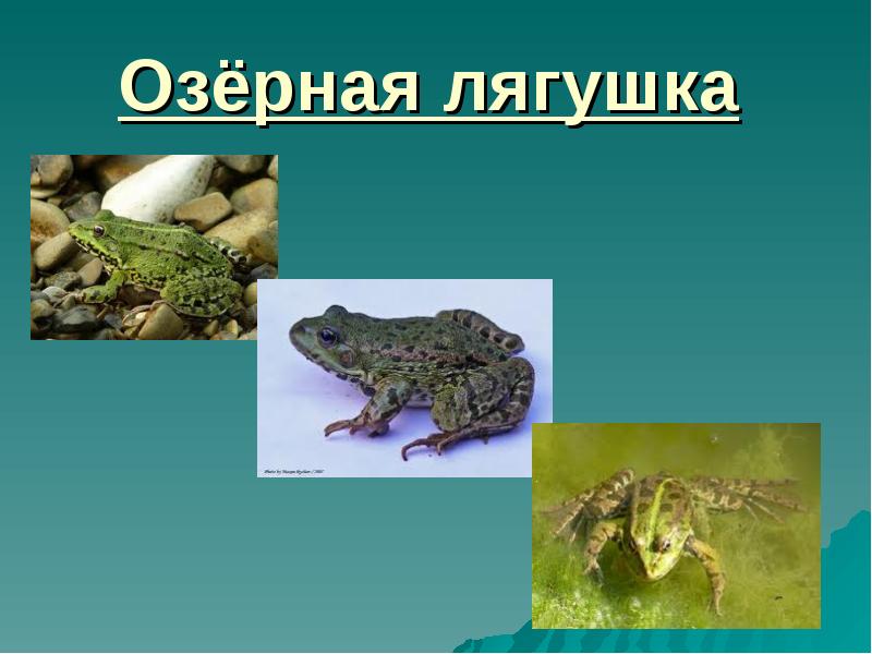 Презентация о лягушках