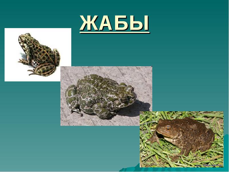 Лягушка 2 класс. Лягушка для презентации. Жаба презентация. Презентация лягушки и Жабы. Доклад про жабу.