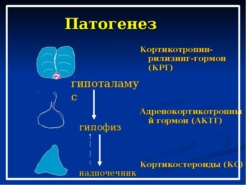 Схема этиологии и патогенеза болезни иценко кушинга