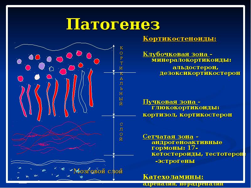 Патогенез феохромоцитомы схема