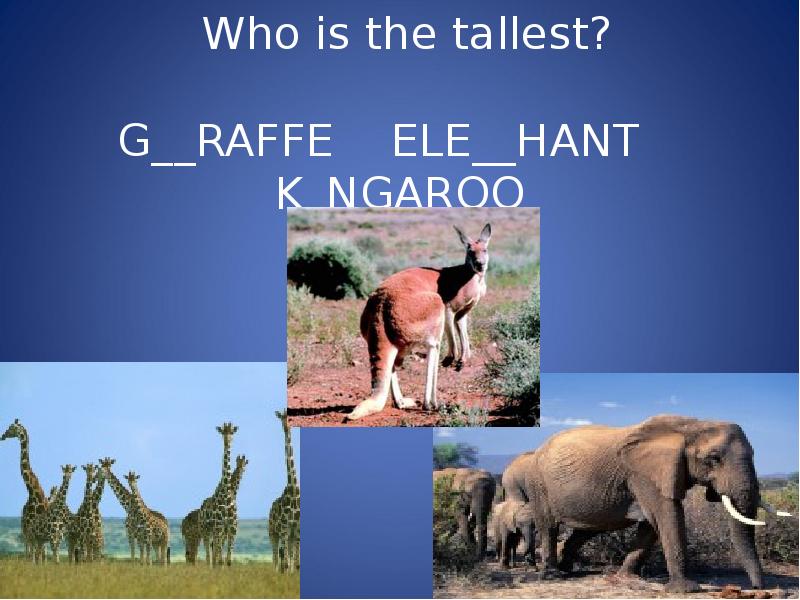 Who is the tallest?  G__RAFFE  ELE__HANT  K_NGAROO