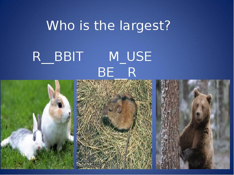 Who is the largest?     R__BBIT  