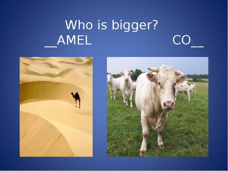Compare animals. Who is bigger. Comparing animals. Animals compare pictures.