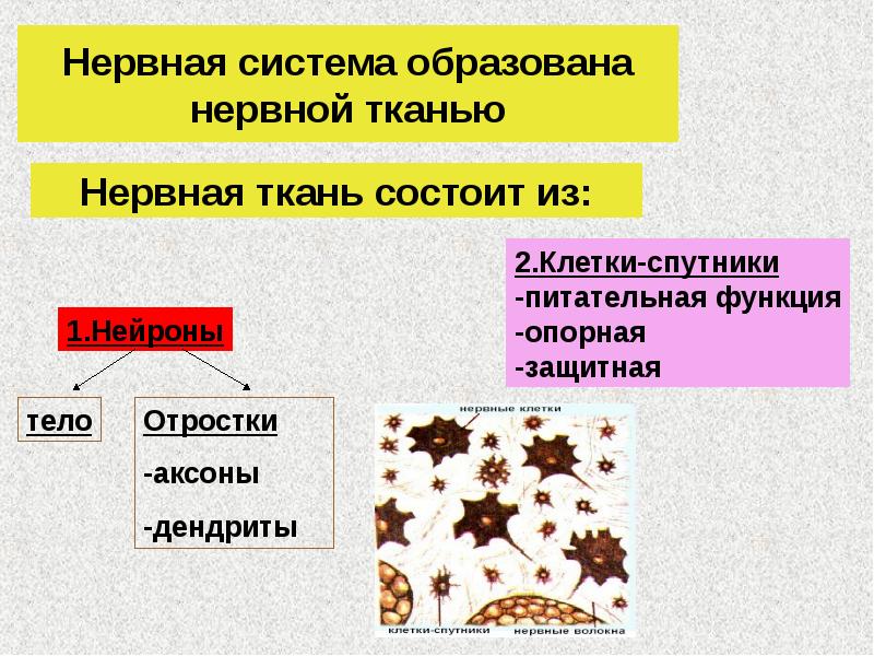 Нервная система образована. Что образует нервную систему. Нервная система образуется из. Нервная система состоит из клеток. Клетки образующие нервную ткань.