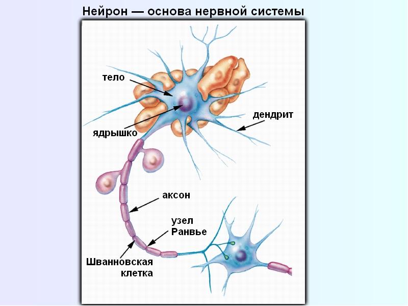 Нервные узлы и нейрон
