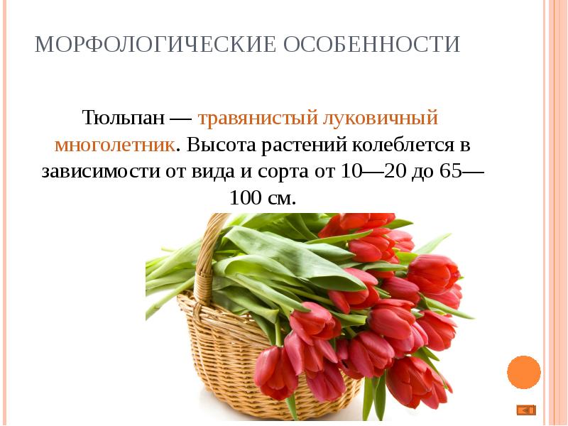 Цитаты про тюльпаны