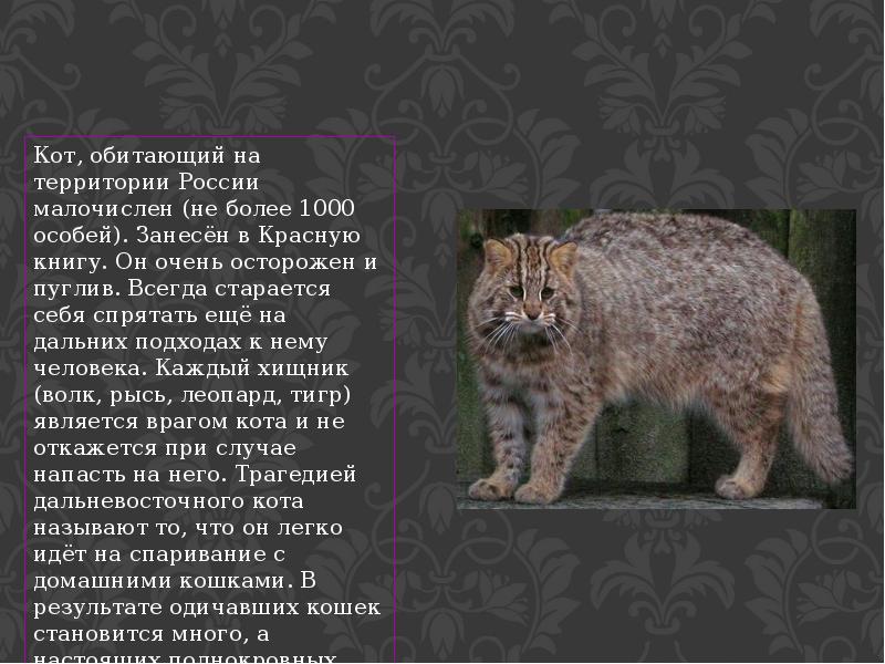 Дикий кот описание. Лесной леопардовый кот Дальневосточный. Коты занесенные в красную книгу. Лесной кот описание. Амурский Лесной кот.