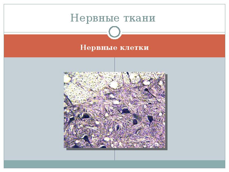 Наука изучающая ткани животных. Мышечная и нервная ткани животных. Нервная ткань животных 5 класс. Ткани животных 5 класс нервная ткань. Ткани животных видеоурок