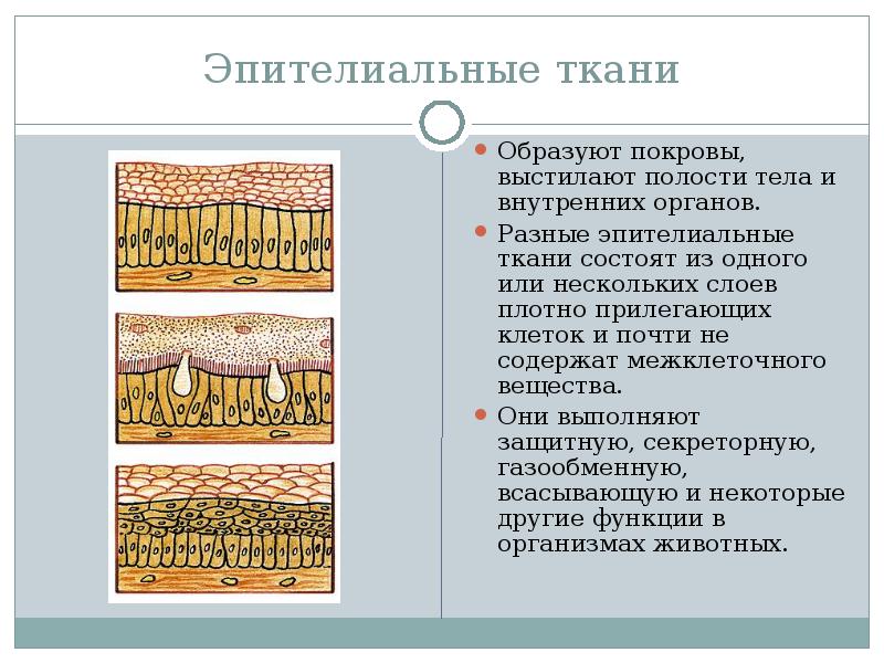 Особенности строения эпителиальной ткани человека