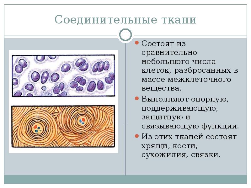 Соединительная костная ткань рисунок