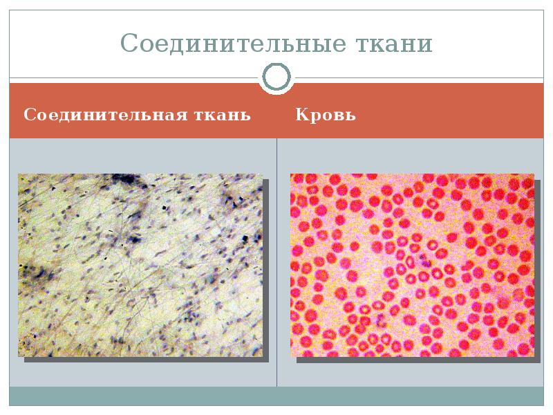 На рисунке изображена соединительная ткань кровь какова особенность этой ткани