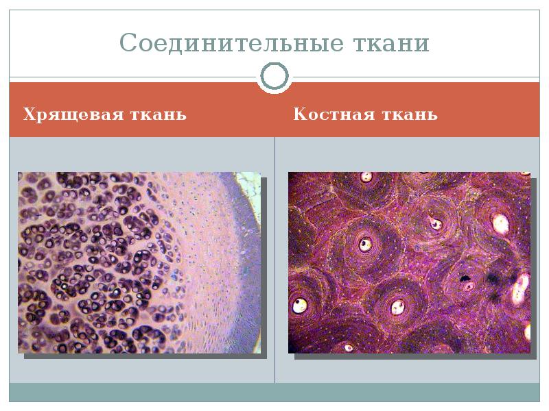 Презентация на тему хрящевая ткань