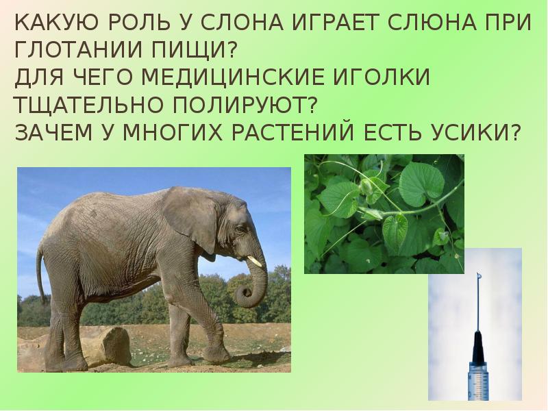 Функции ротовой полости в процессе пищеварения. Физиологическая роль слюны. Механизм глотания надгортанник. Слюнная железа состоит. Роль слюны в переваривании пищи.