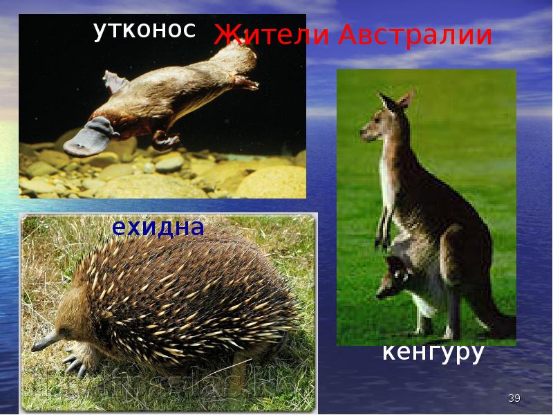 Кенгуру утконос. Ехидна утконос кенгуру. Эндемики австралии утконос. Кенгуру утконос. Материк австралия животные.