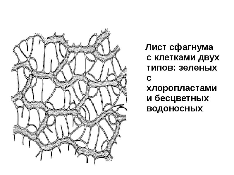 Водоносные клетки в листьях имеет