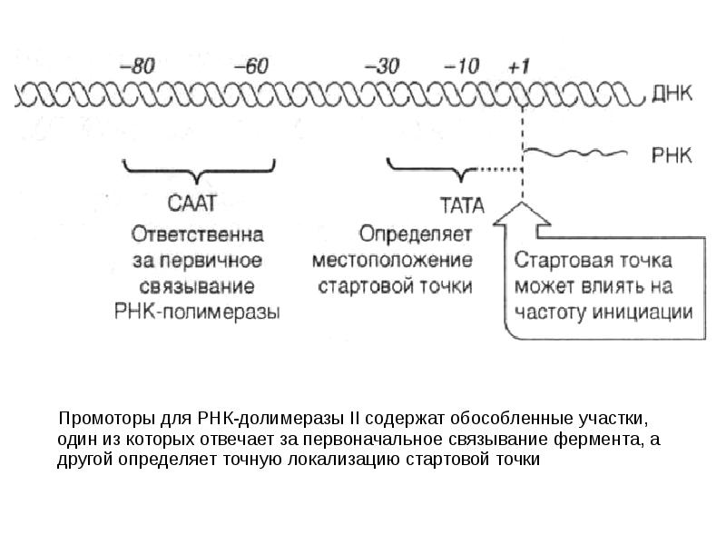 Промотор рнк полимеразы 2. Цикл транскрипции. Функции промотора в транскрипции РНК. Участок связывания с РНК полимеразой. Путь реализации генетической информации.