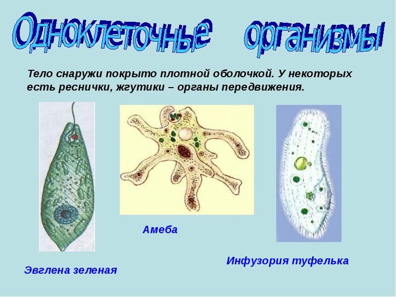 Многое многое простейшее. Покровы одноклеточных. Покровы тела одноклеточных. Покровы простейших. Амеба Покров тела.