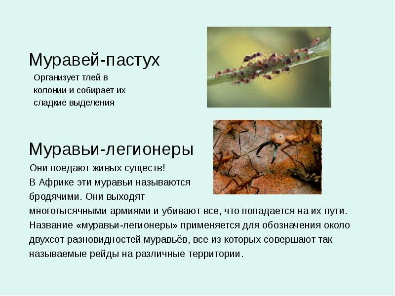 Презентация про муравьев 3 класс