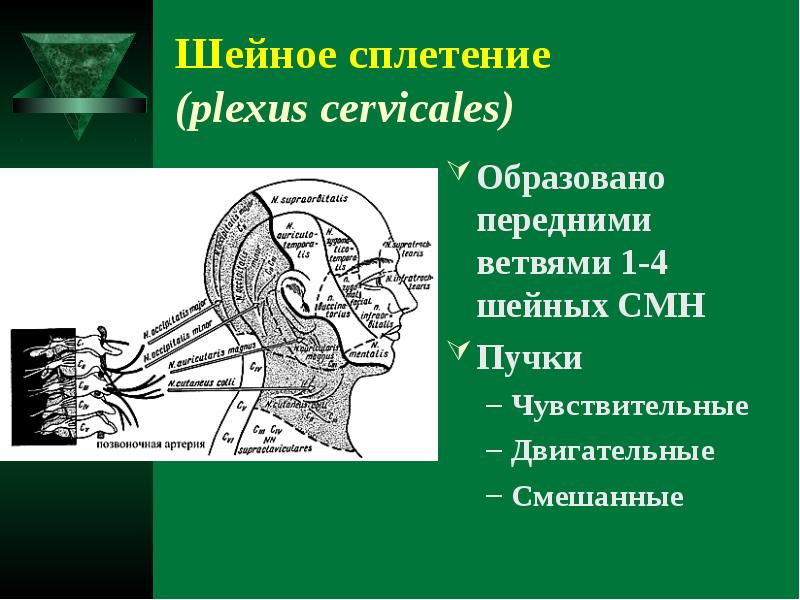 Шейное сплетение. Шейное сплетение смн. Двигательные ветви шейного сплетения. Смешанные ветви шейного сплетения. Двигательный нерв шейного сплетения.