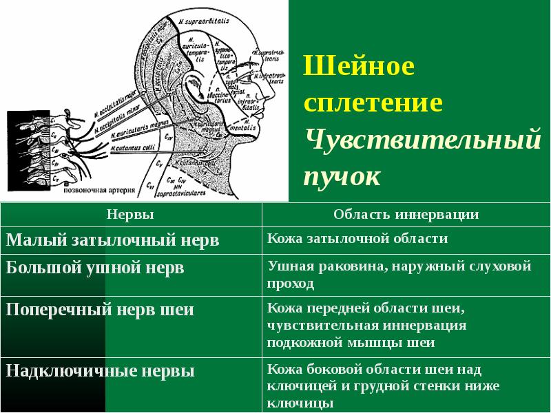 Надключичные нервы шейного сплетения. Малый затылочный нерв иннервирует. Зона иннервации малого затылочного нерва. Шейное сплетение малый затылочный нерв.