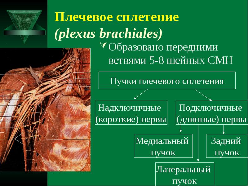 Плечевое сплетение презентация