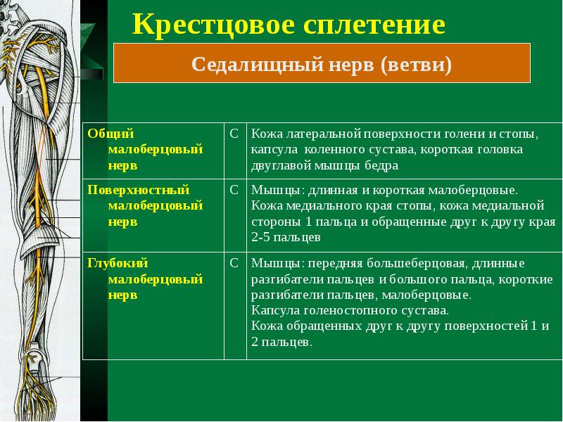 Крестцовое сплетение схема