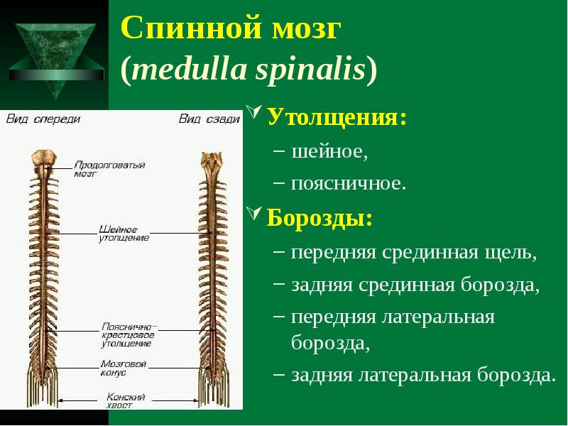 Спинномозговые нервы презентация