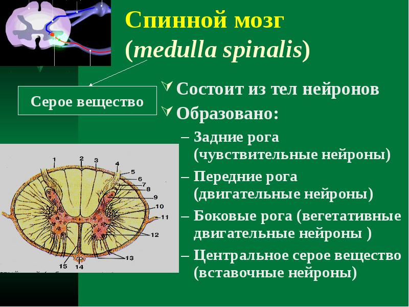 Тело и отростки расположены в спинном мозге. Задний канатик спинной мозг анатомия. Боковой канатик спинного мозга. Передние боковые задние канатики спинного мозга. Передний канатик белого вещества спинного мозга.