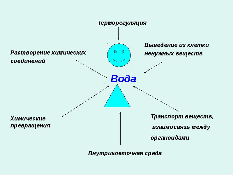 Терморегуляция. Терморегуляция клеток. Роль воды в терморегуляции. Вывод из клетки ненужных веществ. Вода участвует в терморегуляции.