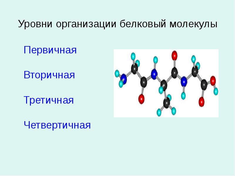 Молекула животного. Уровни организации белковой молекулы первичная вторичная третичная. Уровни организации белковой молекулы биология. Уровень организации белковой молекулы биология 10 класс. Уровни организации белковых молекул 10 класс.