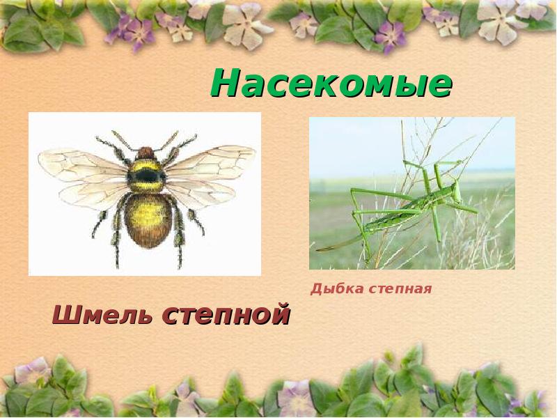 Какой тип развития характерен для дыбки степной изображенной на рисунке 1 обоснуйте свой ответ