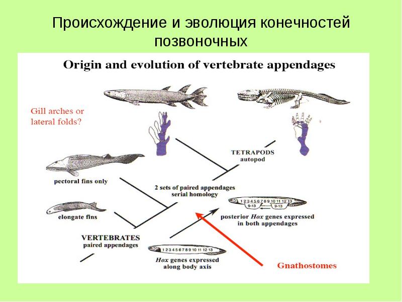 Схема эволюции хордовых животных