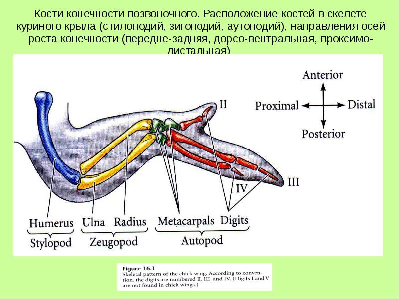 куриные крылья сырые. строение крыла птицы. строение крыла. кости куриного крыла. трубчатая кость куриная.