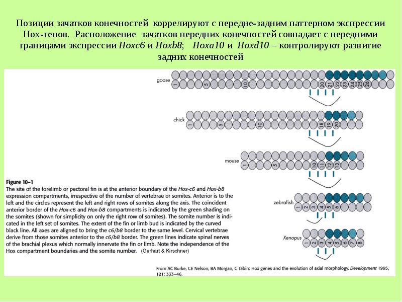 Расположение гена. Паттерн экспрессии генов. Паттерны экспрессии генов это. Экспрессия Hox генов у беспозвоночных. Зачатки генетики.