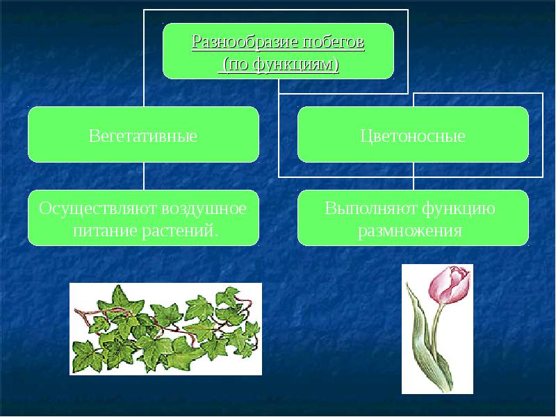 Таблица разнообразие побегов. Разнообразие стеблей прямостоячий. Типы побегов у растений. Вегетативное размножение культурных растений. Стебель разнообразие стеблей.