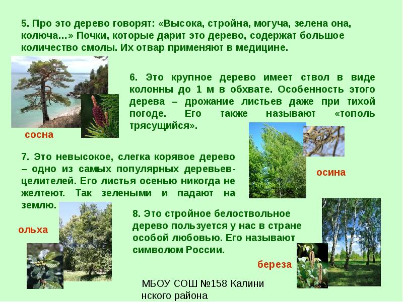 Как разговорить дерево. Сообщение заповедные тропы. о чем говорят деревья. сегодня расскажу про дерево. текст о чем говорят деревья?.