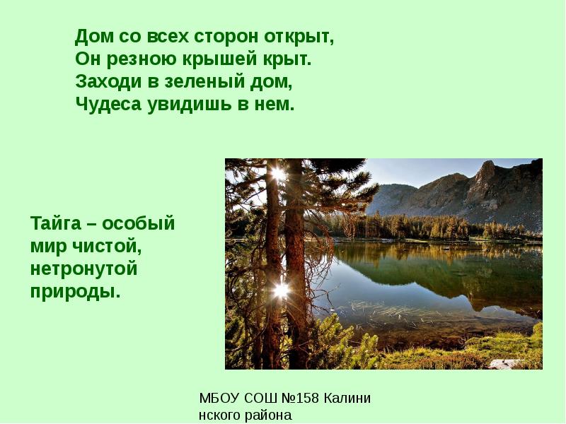 Люди тайги слова. Стихотворение про тайгу. В Сибирь стих. Четверостишье про тайгу. Стихи о тайге для детей.