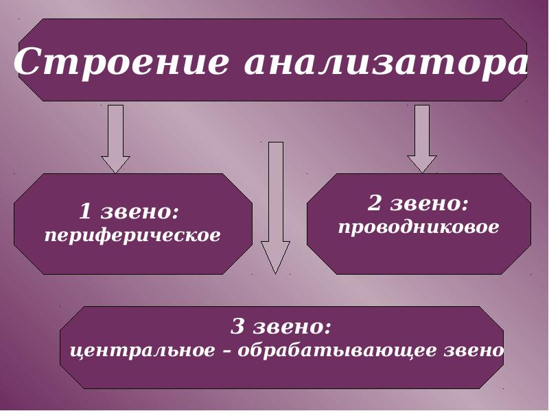 Конечное звено любого анализатора. Звенья анализатора. Основные звенья анализатора. Периферическое звено проводниковое звено центральное звено. Периферическое звено анализатора.